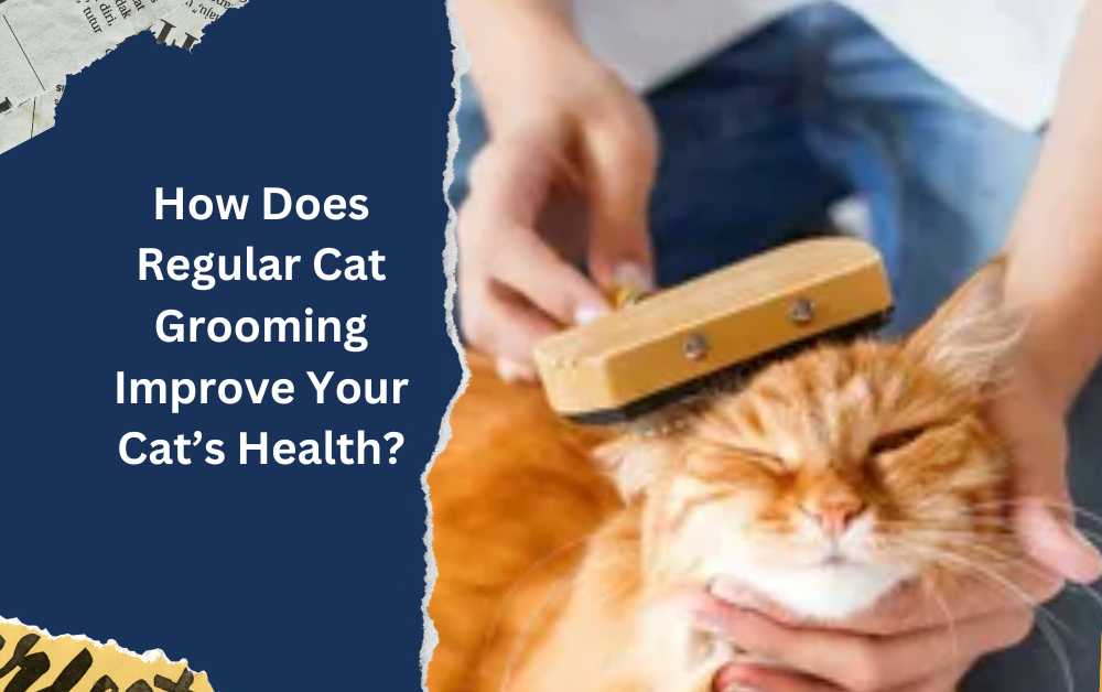 How Does Regular Cat Grooming Improve Your Cat’s Health?