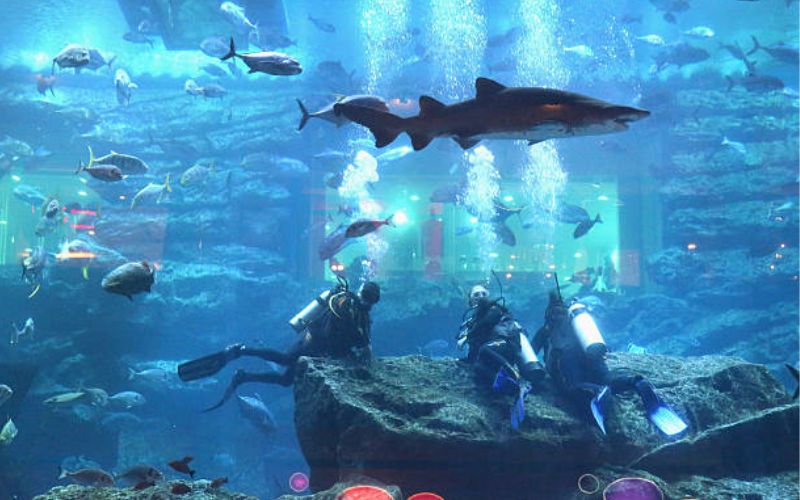 Underwater zoo