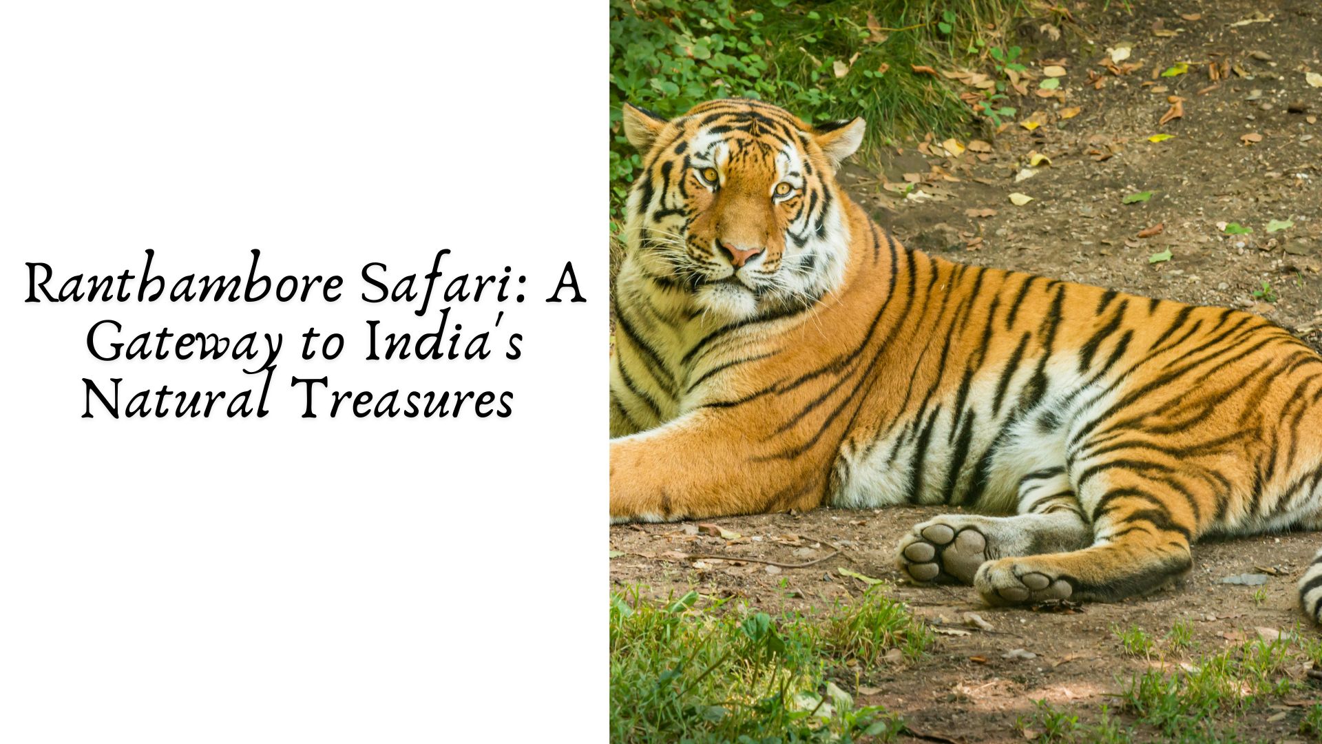 Ranthambore Safari: A Gateway to India's Natural Treasures 