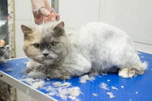 Cat Grooming in Dubai