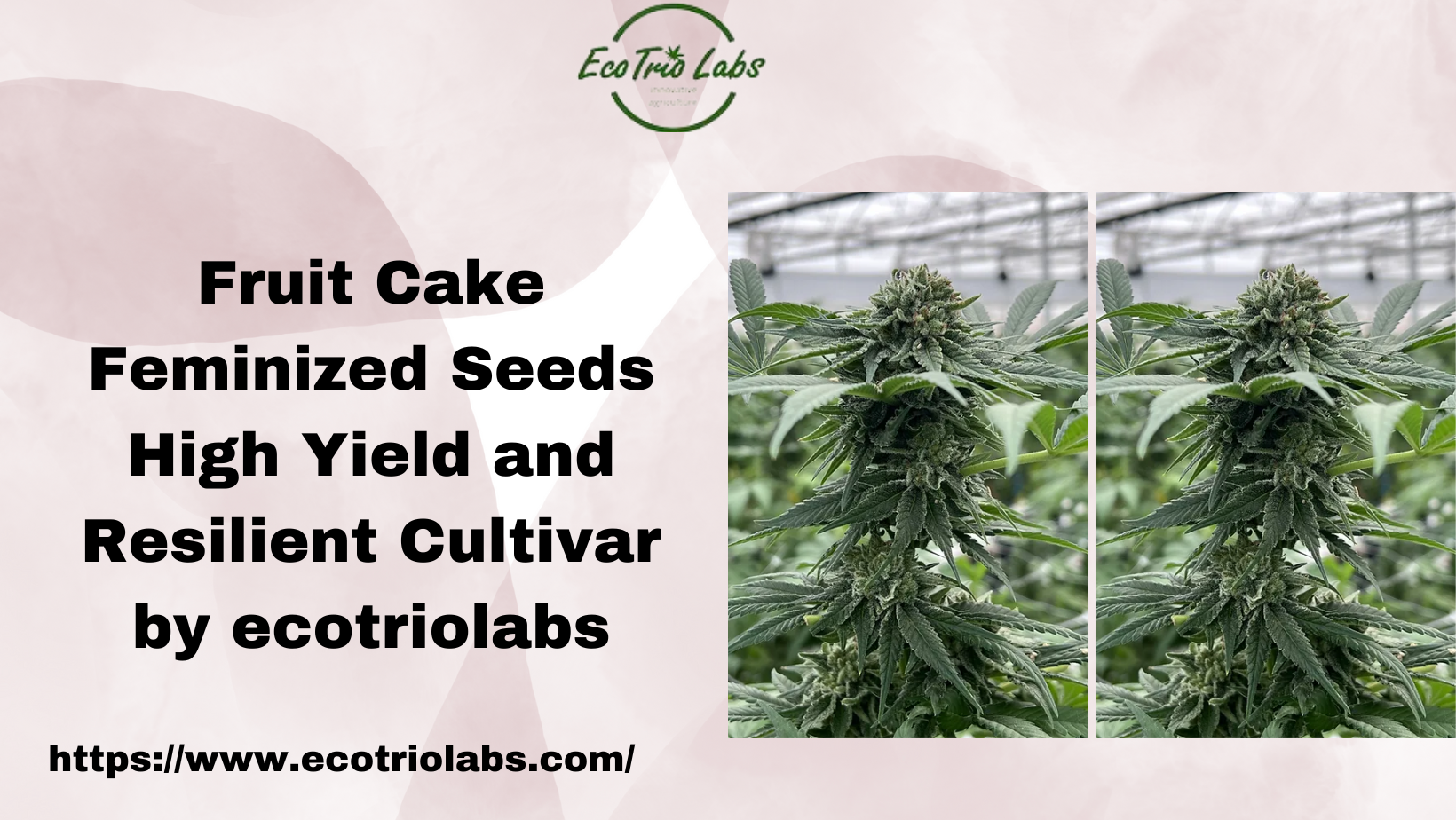 Fruit Cake Feminized Seeds