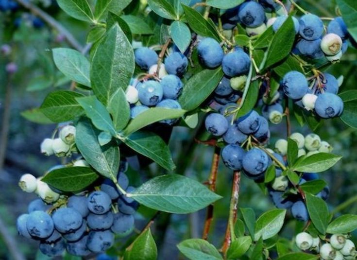 Blueberry Bushes