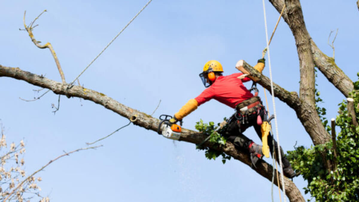 Safe Tree Trimming