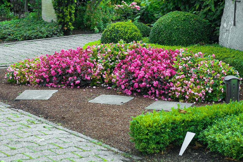 Which Flowers Should I Plant for an Easy-Care Border Garden?