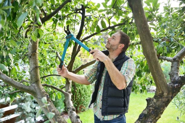 Tree Trimming