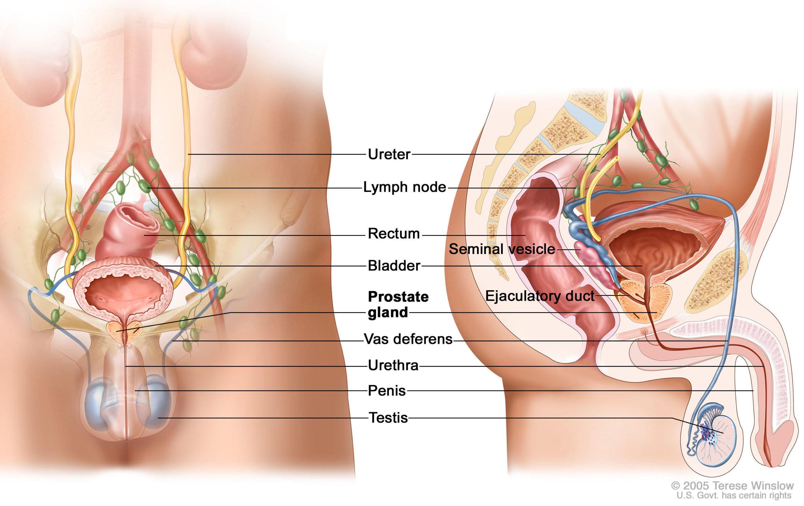 Prostate Health: Addressing Common Problems and Preventive Measures