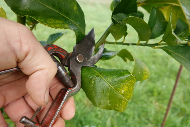 Tree Pruning